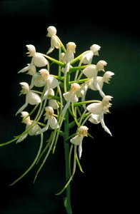 Image title: Close up of small white fringeless orchid flower platanthera integrilabia blossoms in cluster on stalk Image from Public domain images website, http://www.public-domain-image.com/full-ima photo