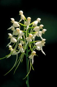 Image title: Close up of small white fringeless orchid flower platanthera integrilabia blossoms in cluster on stalk
Image from Public domain images website, http://www.public-domain-image.com/full-ima