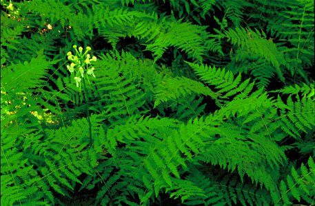 Image title: White fringeless orchid flowers platanthera integrilabia blossoms in cluster on tall stalk in bright green ferns Image from Public domain images website, http://www.public-domain-image.co photo