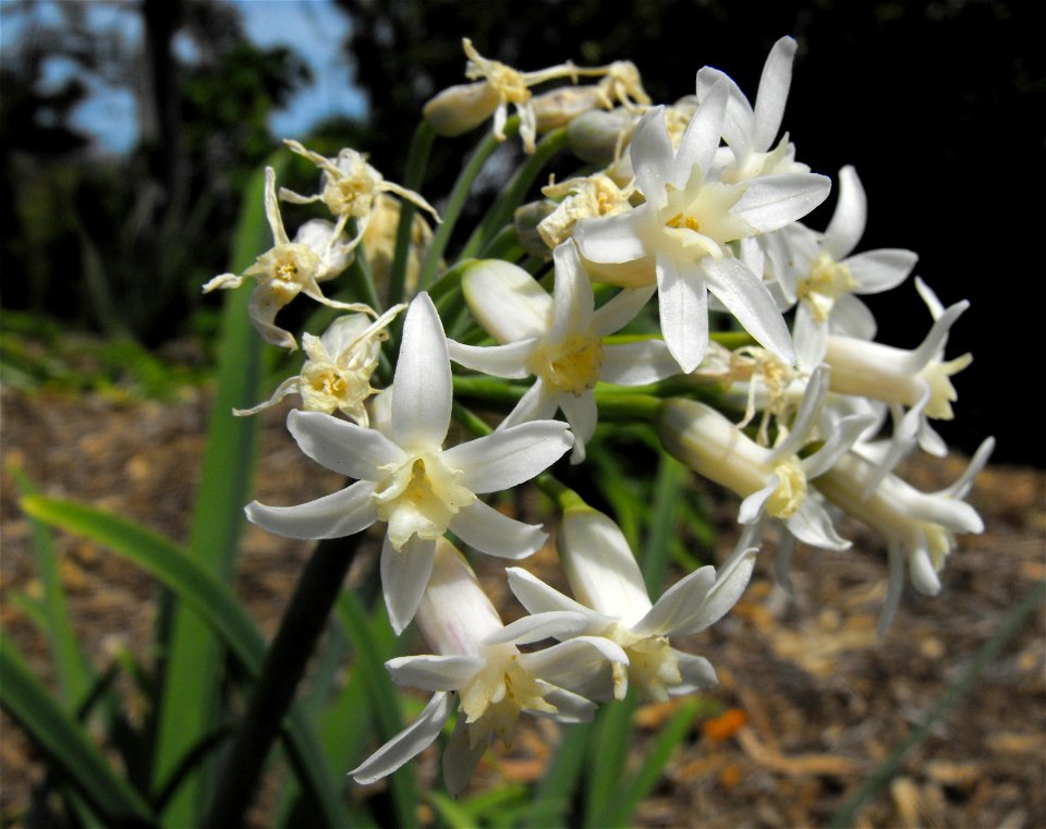 Tulbaghia simmleri at San Diego Botanic Garden in Encinitas, California, USA. Identified by sign.