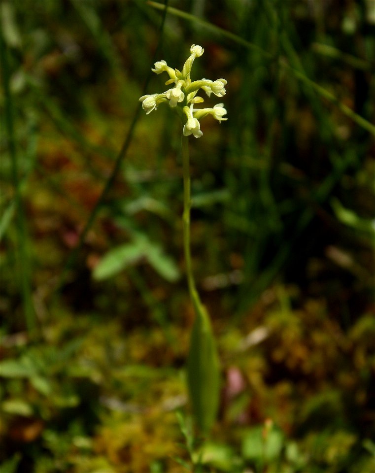 Platanthera clavellata in a fen (minerotrophic peatland) in Saint-Fabien, Bas-Saint-Laurent region, Québec.