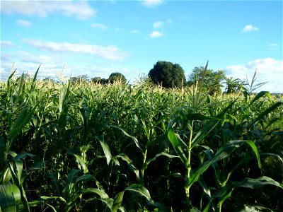 Landmark, Angat River along San Rafael, Bulacan River Adventure Resort and Farm Kayak, Maize fields from Talacsan-Maronquillo-Pulo, San Rafael, Bulacan Arterial Road part of San Rafael, Bulacan Arteri