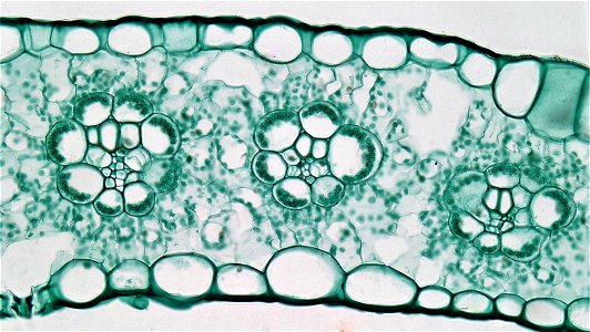 cross section:Zea leaf
common name: corn
magnification: 400x
The  iso-bilateral leaf of Zea is typical of most monocots. Both upper and lower epidermis are uniseriate and well cutinized. Within the up