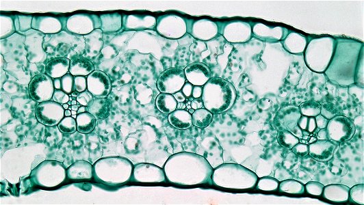 cross section:Zea leaf common name: corn magnification: 400x The iso-bilateral leaf of Zea is typical of most monocots. Both upper and lower epidermis are uniseriate and well cutinized. Within the up photo