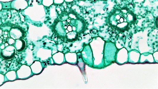 cross section:Zea leaf common name: corn magnification: 400x The iso-bilateral leaf of Zea is typical of most monocots. Both upper and lower epidermis are uniseriate and well cutinized. Within the up photo