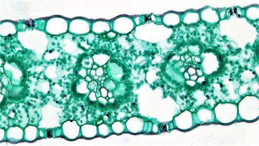 cross section:Zea leaf
common name: corn
magnification: 400x
The  iso-bilateral leaf of Zea is typical of most monocots. Both upper and lower epidermis are uniseriate and well cutinized. Within the up