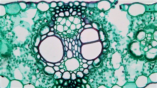 cross section:Zea leaf
common name: corn
magnification: 400x
The  iso-bilateral leaf of Zea is typical of most monocots. Both upper and lower epidermis are uniseriate and well cutinized. Within the up