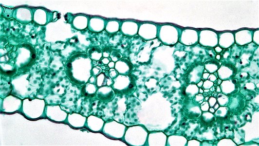 cross section:Zea leaf
common name: corn
magnification: 400x
The  iso-bilateral leaf of Zea is typical of most monocots. Both upper and lower epidermis are uniseriate and well cutinized. Within the up