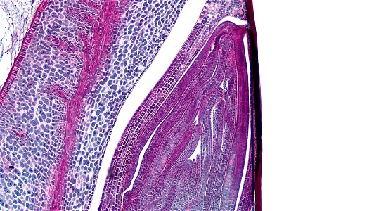 cross section: Zea mays embryo
common name: corn grain
magnification: 40x
Triarch quadruple stain