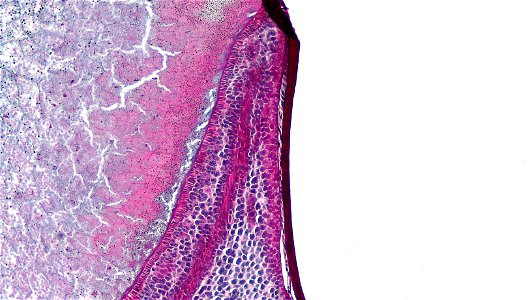 cross section: Zea may embryo
common name: corn grain
magnification: 40x
Triarch quadruple stain