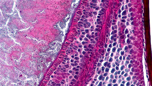 cross section: Zea may embryo
common name: corn grain
magnification: 100x
Triarch quadruple stain