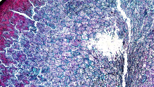 cross section: Zea may embryo
common name: corn grain
magnification: 40x
Triarch quadruple stain