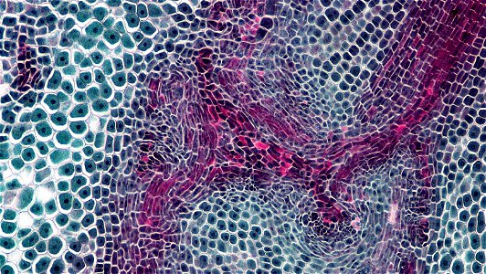 cross section: Zea may embryo
common name: corn grain
magnification: 100x
Triarch quadruple stain