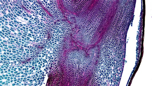 cross section: Zea may embryo
common name: corn grain
magnification: 40x
Triarch quadruple stain