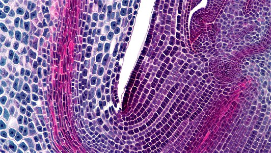 cross section: Zea may embryo
common name: corn grain
magnification: 100x
Triarch quadruple stain