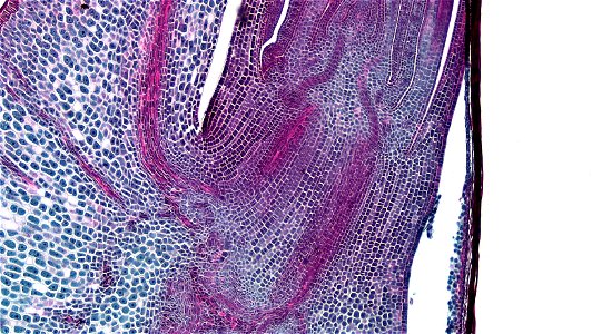 cross section: Zea may embryo
common name: corn grain
magnification: 40x
Triarch quadruple stain