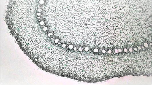 Cross section: Zea prop root
common name: Corn
Magnification: 40x

The epidermis consists of a single layer of thin horizontally flattened cells that lacks a cuticle. Root hairs appear as unicellular 