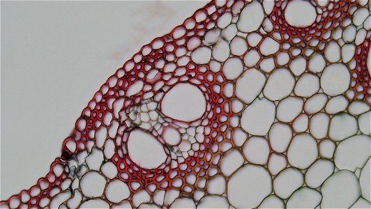 cross section: zea stem magnification: 400x A single layered, cutinized epidermis overlies an interior composed entirely of cortical tissues. Within the cortex a few layers of sclerenchyma can be see photo