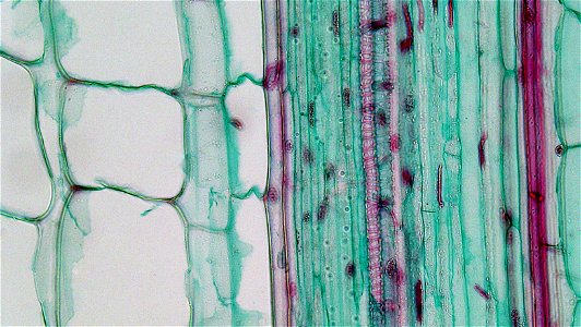 long section: Zea mays
magnification: 400x

A narrow, single layerd and heavily cutinized epidermis overlies several layers of  heavy walled red stainig sclerenchyma.
The cortical region is composed e