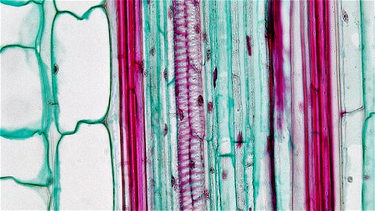 long section: Zea mays
magnification: 400x

A narrow, single layerd and heavily cutinized epidermis overlies several layers of  heavy walled red stainig sclerenchyma.
The cortical region is composed e
