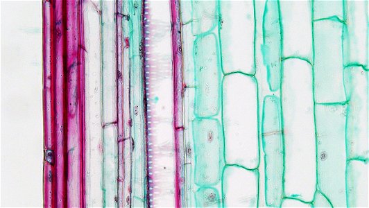 long section: Zea mays
magnification: 400x

A narrow, single layerd and heavily cutinized epidermis overlies several layers of  heavy walled red stainig sclerenchyma.
The cortical region is composed e
