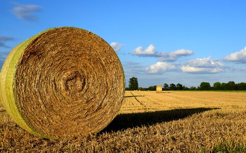 Field harvest nature