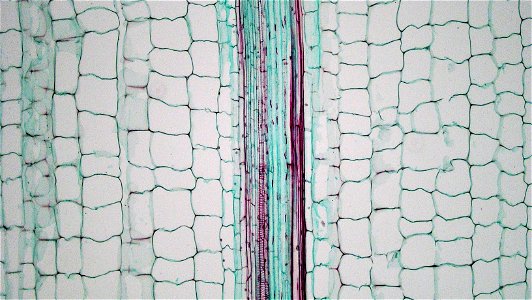 long section: Zea mays
magnification: 100x

A narrow, single layerd and heavily cutinized epidermis overlies several layers of  heavy walled red stainig sclerenchyma.
The cortical region is composed e