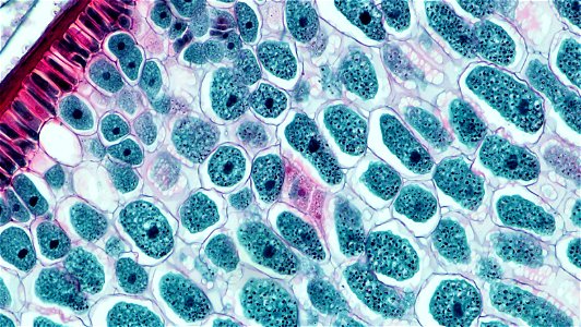 cross section: Zea may embryo
common name: corn grain
magnification: 200x 
Triarch quadruple stain