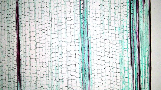 long section: Zea mays
magnification: 40x

A narrow, single layerd and heavily cutinized epidermis overlies several layers of  heavy walled red stainig sclerenchyma.
The cortical region is composed en