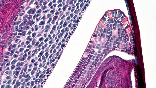 cross section: Zea may embryo
common name: corn grain
magnification: 100x
Triarch quadruple stain