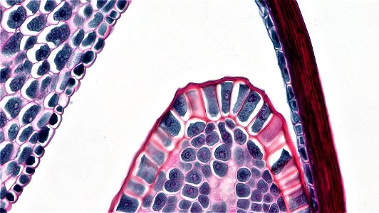 cross section: Zea may embryo
common name: corn grain
magnification: 200x 
Triarch quadruple stain