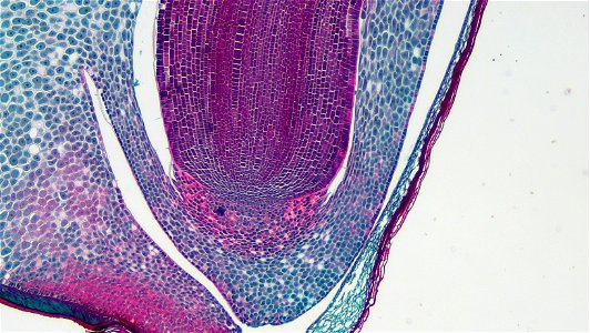 cross section: Zea may embryo
common name: corn grain
magnification: 40x
Triarch quadruple stain