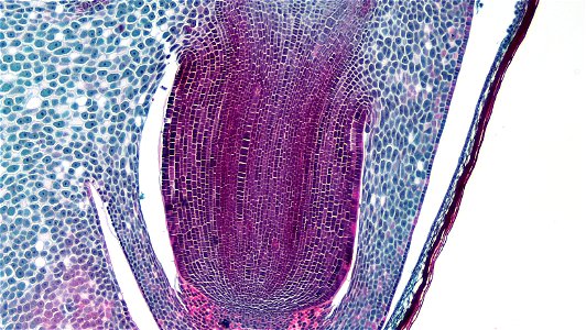 cross section: Zea may embryo
common name: corn grain
magnification: 40x
Triarch quadruple stain