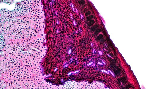 cross section: Zea may embryo
common name: corn grain
magnification: 200x 
Triarch quadruple stain