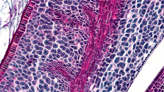 cross section: Zea may embryo
common name: corn grain
magnification: 100x
Triarch quadruple stain