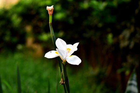 Flowering flowers flora