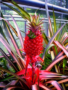 Ananas, I don't know wich variety, growing at Warsaw Botanic Garden in Kabaty