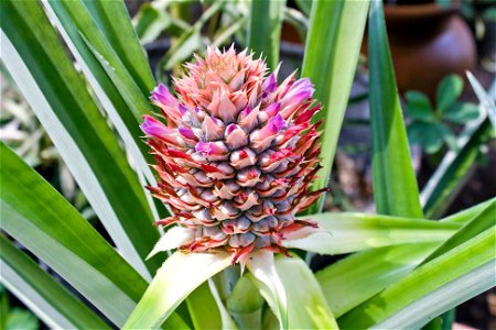 A flowering pineapple on a tree that is about four years old. This is the third fruit it has produced since I planted it.
