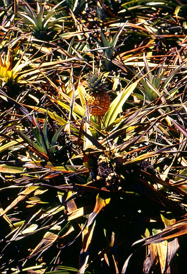 pineapple-phytophthora-1
