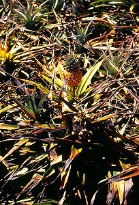 pineapple-phytophthora-1