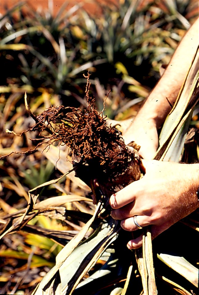 pineapple-phytophthora-2