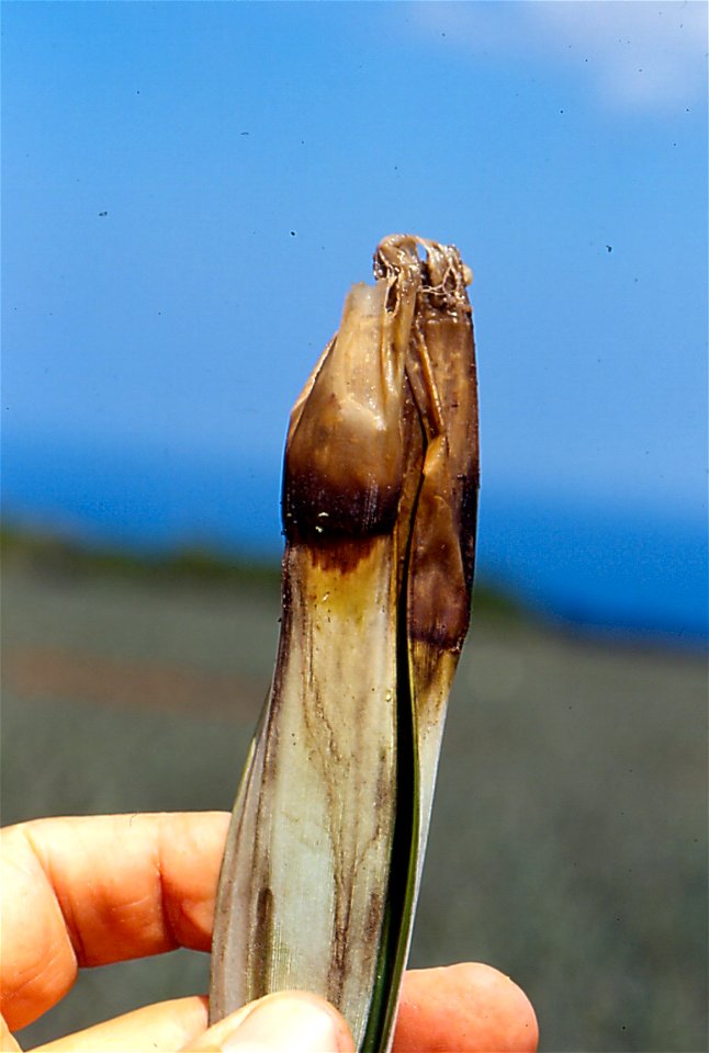 pineapple-phytophthora-3
