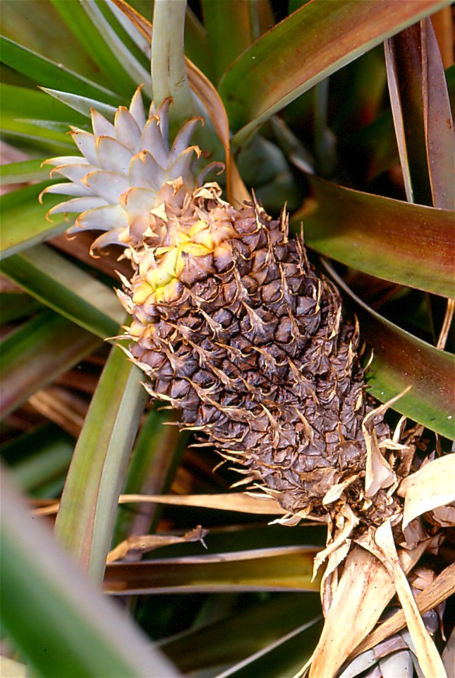 pineapple-phytophthora-4