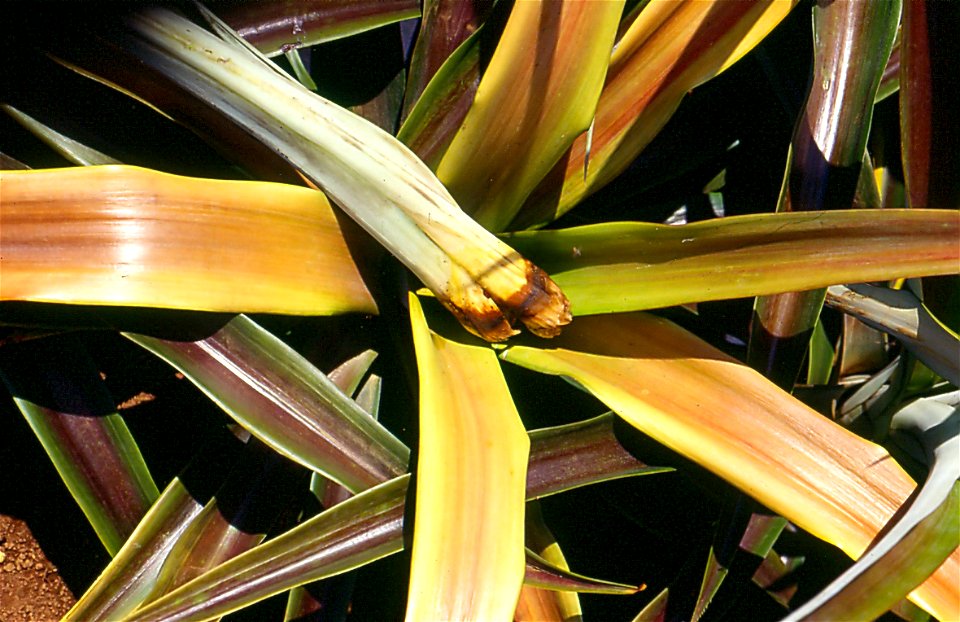 pineapple-phytophthora-5