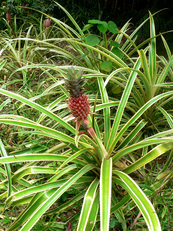 Pineapple Inflorescence (unripe fruit)