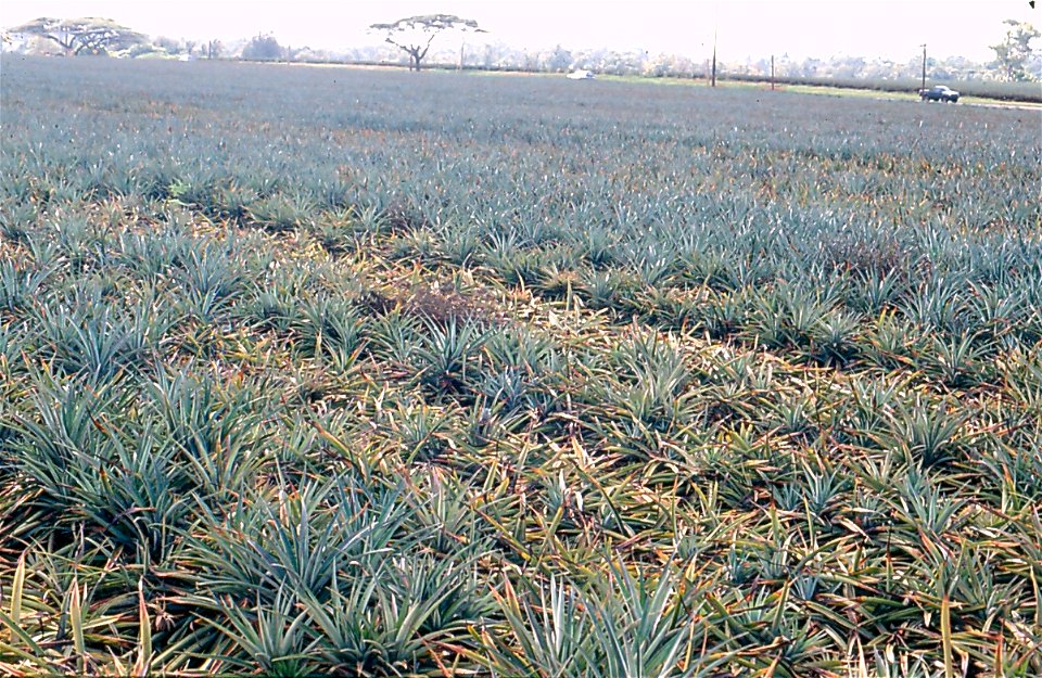 Root rot of pineapple  (Ananas comosus) caused by Phytophthora cinnamomi.