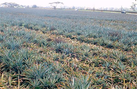Root rot of pineapple  (Ananas comosus) caused by Phytophthora cinnamomi.