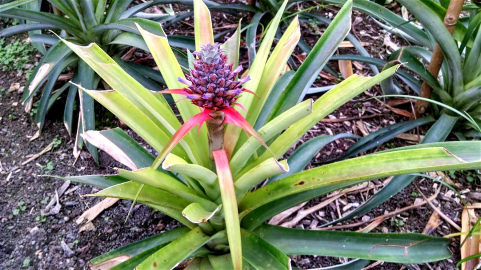 A pineapple bush giving a pineapple fruit.
