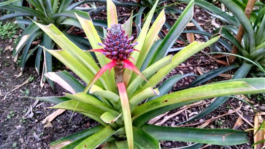 A pineapple bush giving a pineapple fruit. photo