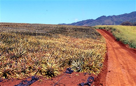 Root rot of pineapple  (Ananas comosus) caused by Phytophthora cinnamomi.
